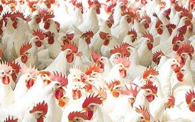 برائلر کی قیمت میں ہوشربا اضافہ