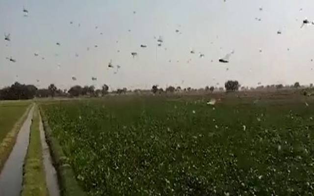 پنجاب سے ٹڈی دل کےخاتمے کیلئےاہم تجاویز پیش