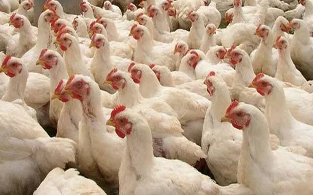 برائلر مرغی کا گوشت کتنے روپے کلوہوگیا، جانئے
