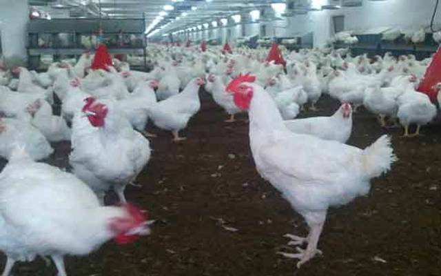 پولٹری ٹریڈرز کی ہڑتال، مرغی کی سپلائی معطل