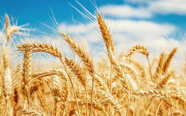 گندم خریداری، گزشتہ10برسوں کا ریکارڈ ٹوٹ گیا