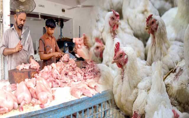 1300 گرام سے کم وزن کی مرغی ذبح کرنے پر پابندی