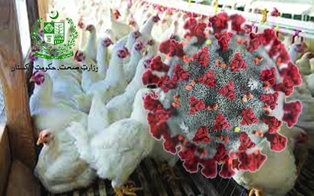 برائلر میں کورونا وائرس،محکمہ صحت نے نوٹیفکیشن کی تردید کردی