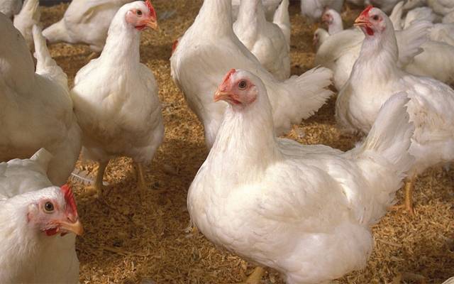 برائلر گوشت کی قیمت میں کمی کا سلسلہ جاری، فی کلو مزید کم ہوگیا