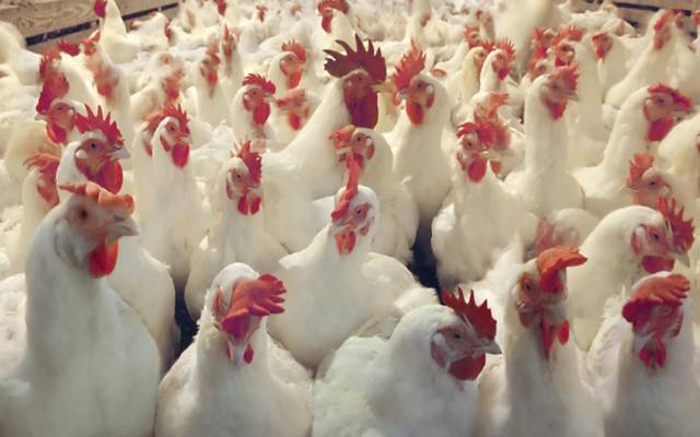 برائلر گوشت کتنے روپے کلو، قیمت ایک بار پھر تبدیل