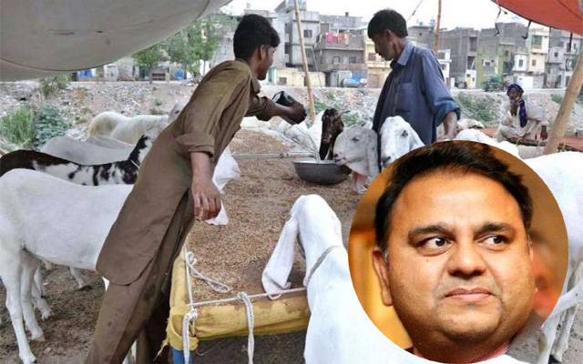 عید الضحیٰ کب ہوگی؟ فواد چودھری نے اعلان کردیا