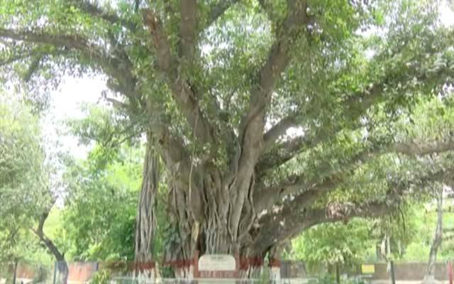 لاہور کا چار سو سال پرانا درخت