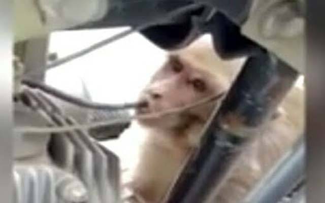 نشئی بندر کو عمر قید کی سزا