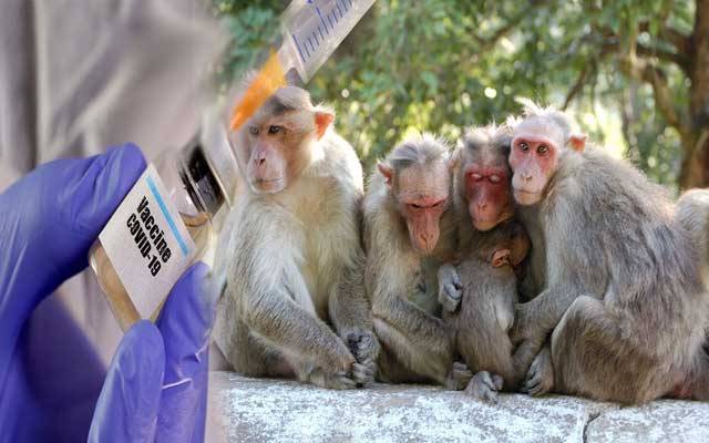 کورونا ویکسین کی کھوج بندروں کی طلب میں اضافہ، قیمتیں بڑھ گئیں