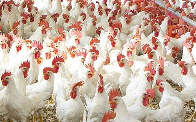 برائلر کی رسد میں کمی سےقیمت ایک بار پھر تبدیل