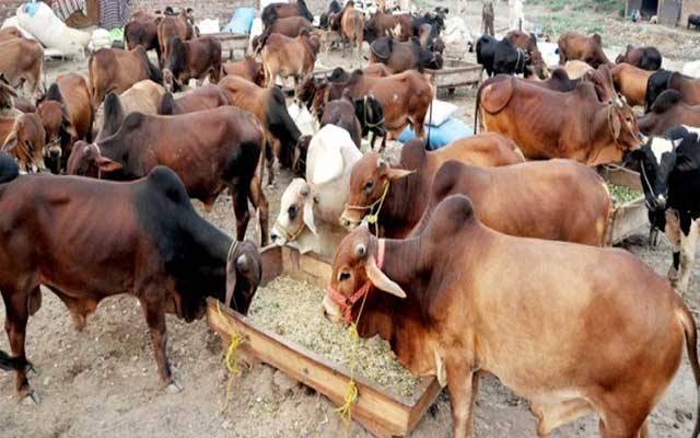 عید الاضحیٰ پر مویشی منڈیاں کیسے لگائیں، حکومت نے سر جوڑ لیے