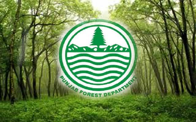 محکمہ جنگلات کا قانون میں ترمیم، نئی پالیسی بنانے کا فیصلہ