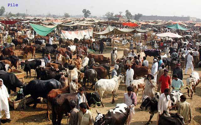 مویشی منڈیوں میں قربان گاہیں بنانے کی تجویز