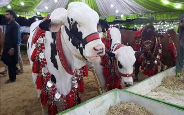 لاہور میں مویشی منڈیاں لگانے کا فیصلہ