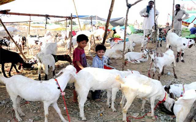 اجتماعی قربانی اور مویشی منڈیوں کیلئے ایس او پیز تیار
