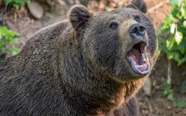 عدالت نے ریچھ کو سزائے موت سنادی