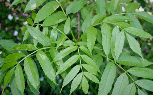 میتھی سمجھ کر چرس پکا کر کھانے والا خاندان