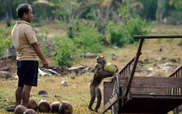 غلام بندروں کی مشقت سے جان چھوٹ گئی ،بڑی پابندی عائد