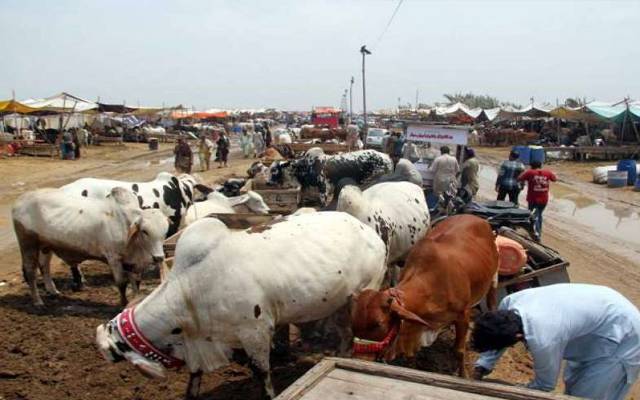 عید الاضحٰی سے قبل شہر میں چودہ مویشی منڈیوں کی تیاریاں مکمل