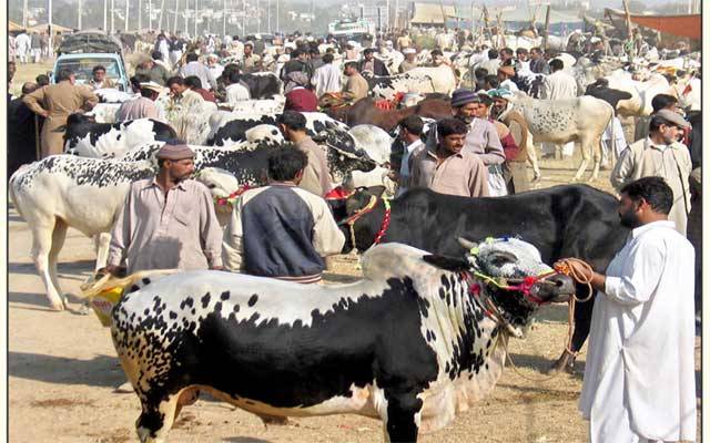 مویشی منڈیوں میں بچوں و بزرگوں کا داخلہ بند، ایس او پیز جاری