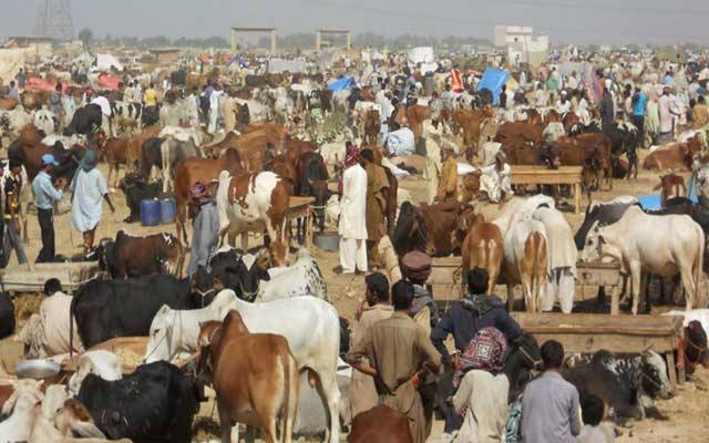 مویشی منڈیاں لگانے کی تیاریاں شروع