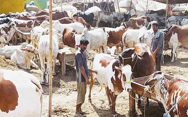 مویشی منڈیاں 15 جولائی سے فعال کرنے کا فیصلہ