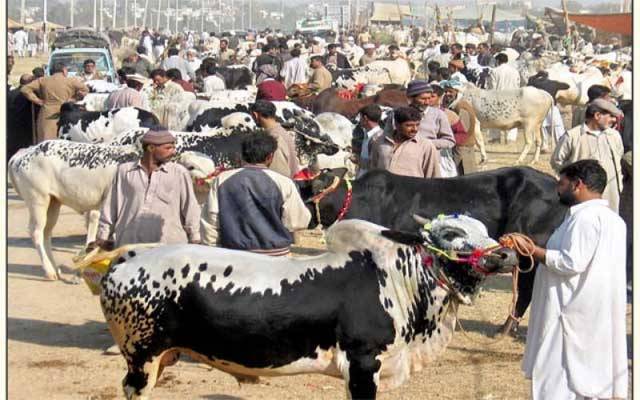 مویشی منڈیوں کیلئے نیا بزنس ماڈل متعارف