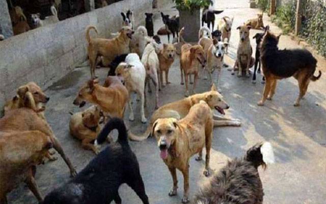 آوارہ کتوں کو ٹھکانے لگانے کیلئے انتظامیہ حرکت میں آگئی