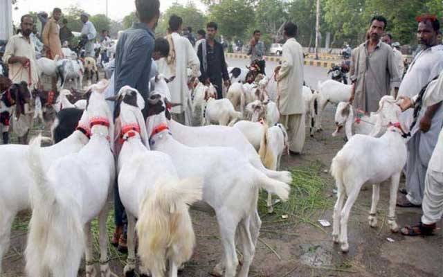 شہر میں غیرقانونی مویشی منڈیاں سج گئیں