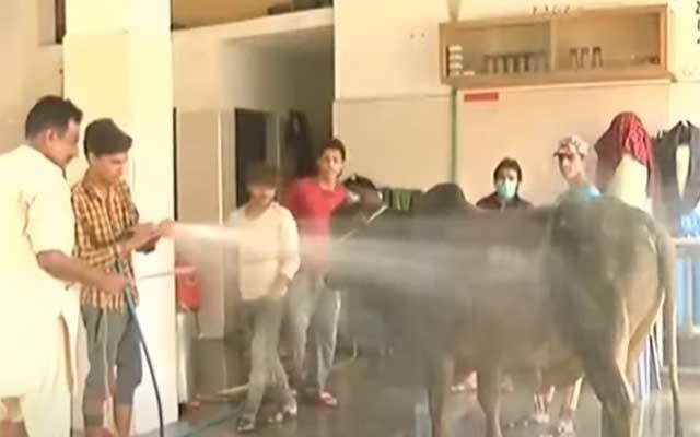 شہری قربانی کا بیل نہلانےسروس سٹیشن پہنچ گیا