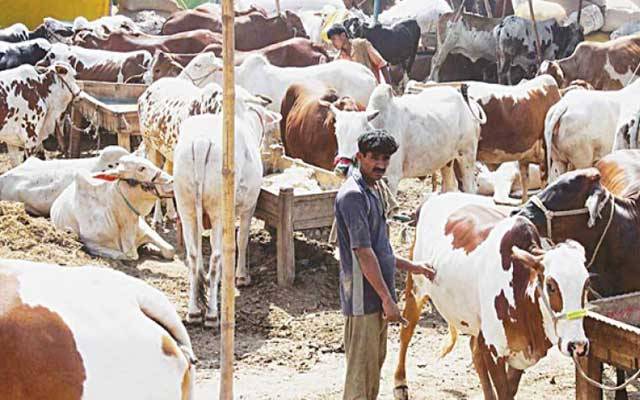 مویشی منڈیوں کے انعقاد کیلئے سکیورٹی انتظامات مکمل