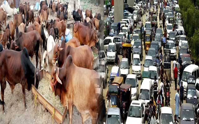 مویشی منڈیوں کیلئے ٹریفک پلان مرتب
