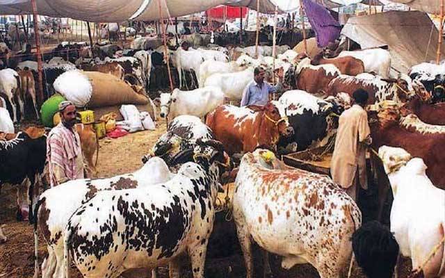 مویشی منڈیوں میں کورونا ایس او پیز کی دھجیاں اڑا دی گئیں