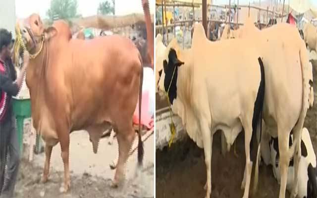 سگیاں،لکھو ڈیر مویشی منڈی میں ساہیوال نسل کے بیلوں کی دھوم 
