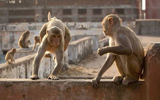 بندروں کا فارم پر حملہ 