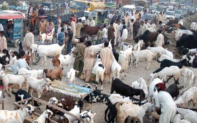 عیدالاضحیٰ،بیوپاریوں اور خریداروں کیلئے بڑی خوشخبری