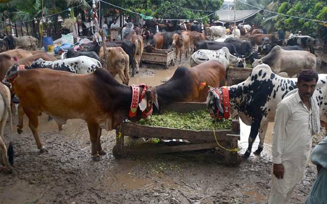 غیر قانونی مویشی منڈیوں کے خلاف کارروائی کی رپورٹ جاری