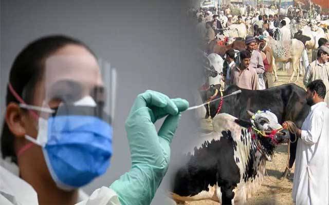 مویشی منڈی جانیوالے کورونا ٹیسٹ کیلئے تیارہو جائیں