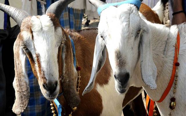 ماسک نہ پہننے پر بکری گرفتار 