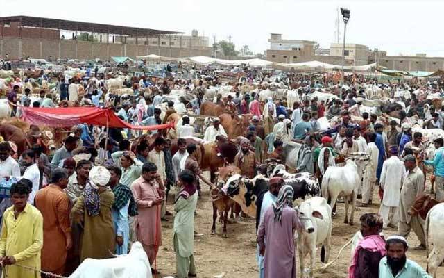 وقت کم مقابلہ سخت، مویشی منڈیوں میں خریداروں کا رش