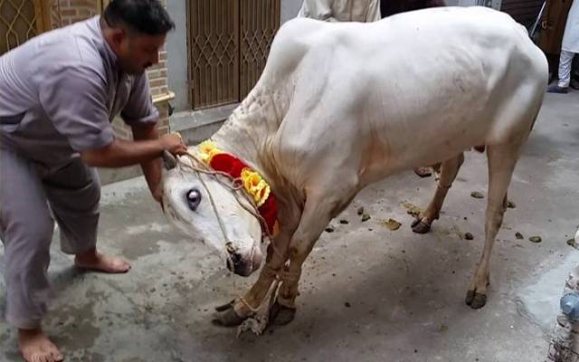 بڑی عید پر شہریوں کی بڑی قربانی کا پلان