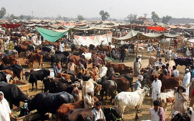 عید کے دن بھی مویشی منڈیوں میں گہما گہمی