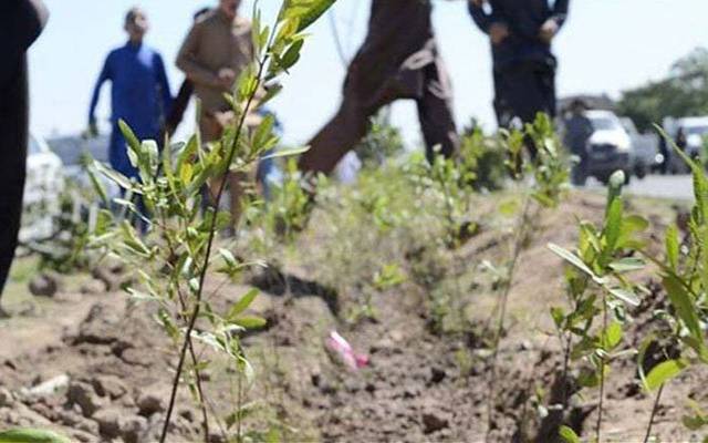 پلانٹ ودٹائیگر فورس تنازعہ کی شکار ،مقامی لوگوں نے درجنوں پودے اکھاڑ دئیے