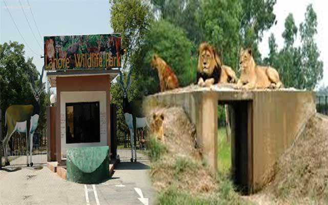 چڑیا گھر، وائلڈ لائف، سفاری پارک 5 ماہ بعد کھل گئے