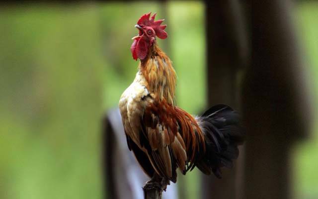 مرغا ’’بانگ‘‘ کیوں دیتا ہے؟مالک کو ہزاروں روپے جرمانہ 