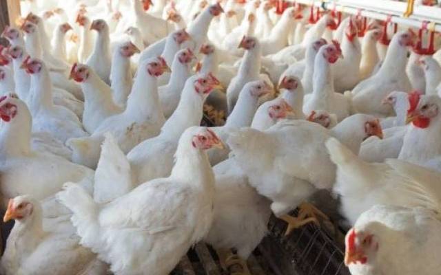 مرغی کا گوشت مزید سستا کیوں، بڑی وجہ سامنے آگئی
