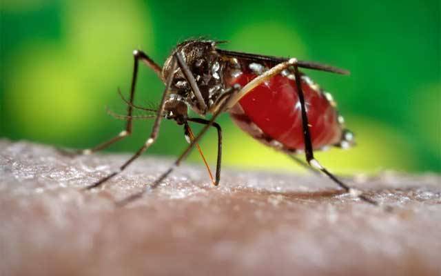 لاہور میں ڈینگی کا خطرہ برقرار، 5 مقامات سے لاروا برآمد