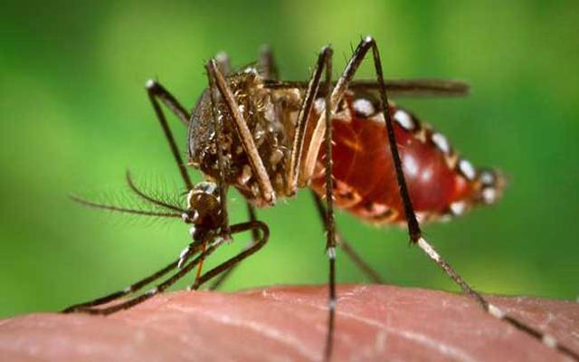 ڈینگی سے بچائو کیلئے سائنسدانوں نے مچھروں کو ٹیکے لگادئیے