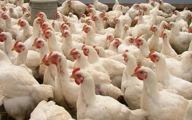 مرغی کے گوشت کی قیمت میں زبردست کمی
