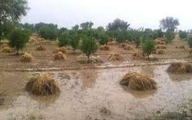 بارشوں سے 2 لاکھ 79 ہزار 887 ایکڑ اراضی پر کھڑی فصلیں تباہ ہونے کا انکشاف